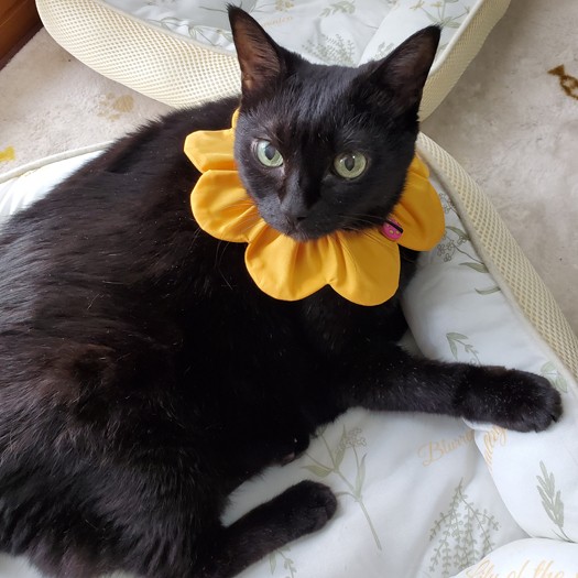 イヌオは寝ていることが多くなかなかカメラに映らず。でも声は聞こえているはず…