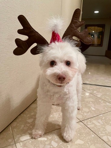 トナカイのかぶりものも似合う（井上菊さん提供）