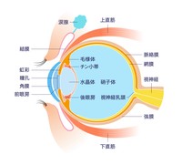 目のつくり(DragonTiger8/stock.adobe.com)