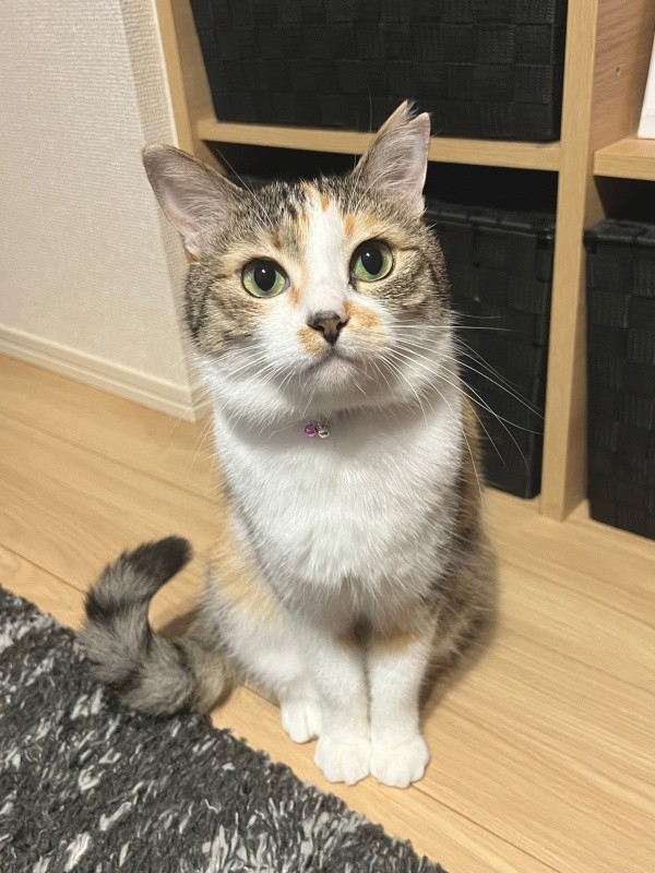 飼い主さんを見つめる表情が愛らしいネネちゃん（画像提供：パステル三毛猫_ネネさん）
