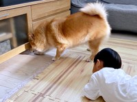 テレビ台の下に入ったおもちゃを一緒にのぞきこむコンソメくんと、息子さん（画像提供：ポメ柴コンソメ 3歳さん）