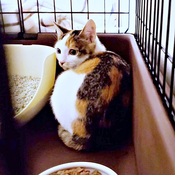 お迎え初日、ケージの端っこで丸まって不安そうな桜ちゃん（画像提供：恵美子with三毛猫桜 時々旦那さん）