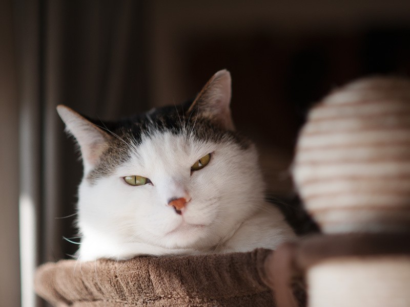 ３匹目の子猫を迎えた初日 いつもは動じない先住猫が鬼の形相で威嚇した Sippo シッポ