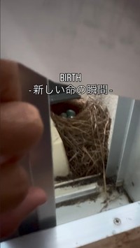 青い卵が並ぶイソヒヨドリの巣。窓を開けるとすぐ目の前にあった／村尾優さん（@msr_mro）提供
