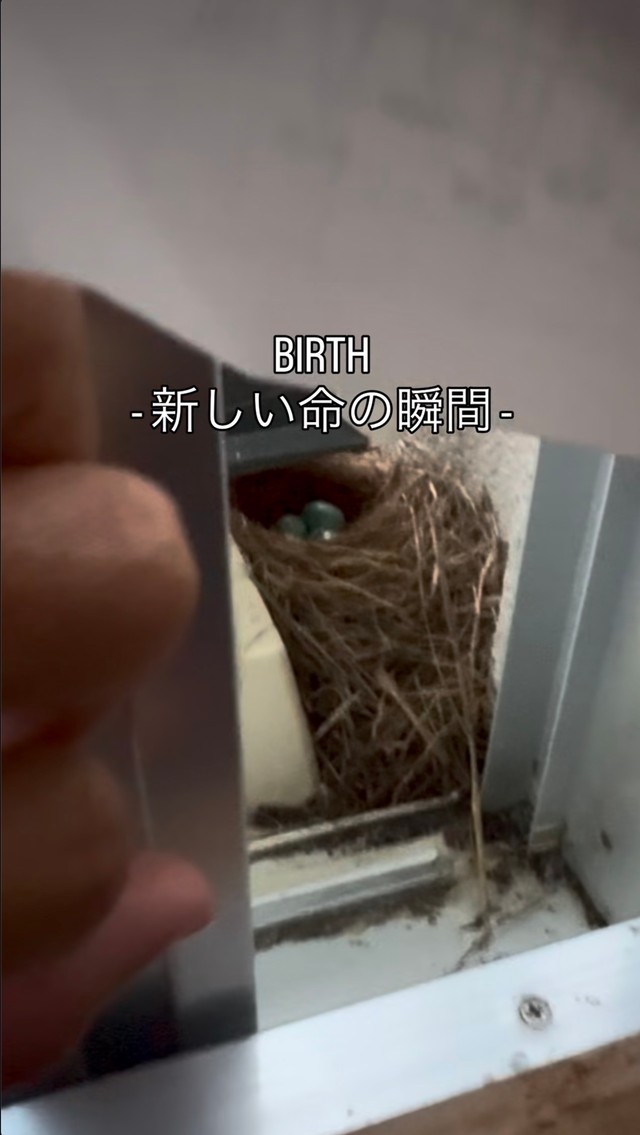 青い卵が並ぶイソヒヨドリの巣。窓を開けるとすぐ目の前にあった／村尾優さん（@msr_mro）提供