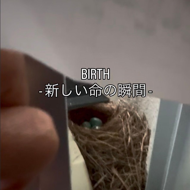 青い卵が並ぶイソヒヨドリの巣。窓を開けるとすぐ目の前にあった／村尾優さん（@msr_mro）提供