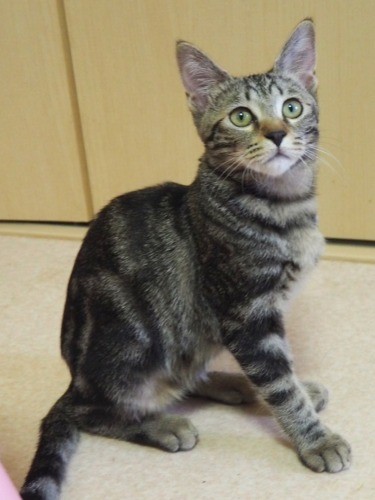 純真無垢な子猫時代の「直虎」