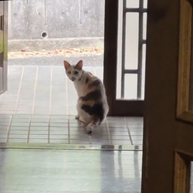 開け放った玄関から「普通に入ってきた」という（「琥珀」さん提供）（「琥珀」さん提供、Xよりキャプチャ撮影）