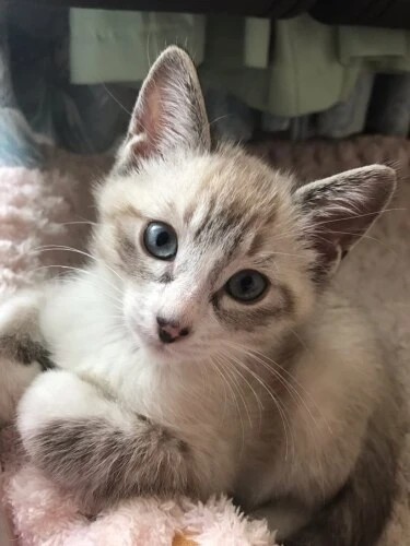 家にきたころの「レオン」