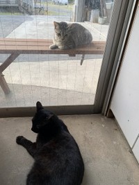 ガールフレンドのミミちゃん（上）