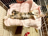 ケージの中でヘソ天になって眠るのいちゃん（画像提供：ニコっちょさん）