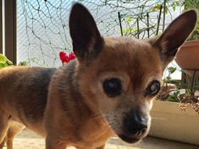 不思議な縁でハワイからやって来た保護犬フロリアンヌ