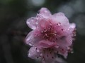 フェスも、気になる人との花火も、いつも雨。雨女だけど、雨が好き