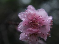フェスも、気になる人との花火も、いつも雨。雨女だけど、雨が好き