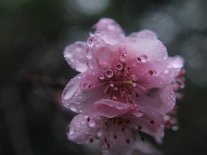 花散らしの雨が降る頃蘇る、泣きたい気持ちでいっぱいだった長い通学路