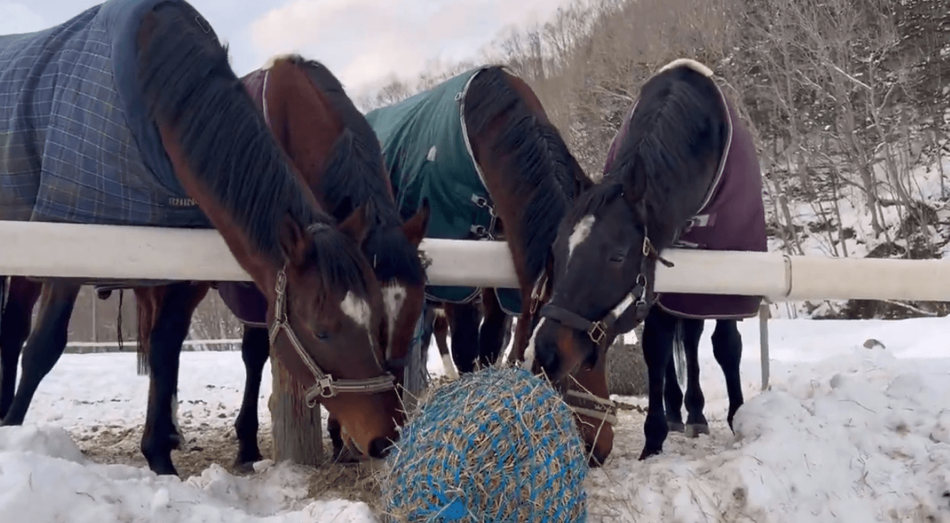 タヌキも遊びにくる真駒内乗馬クラブには、競走馬を引退した馬たちが暮らす