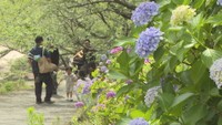 アジサイが見頃に　種松山公園西園地（倉敷市）
