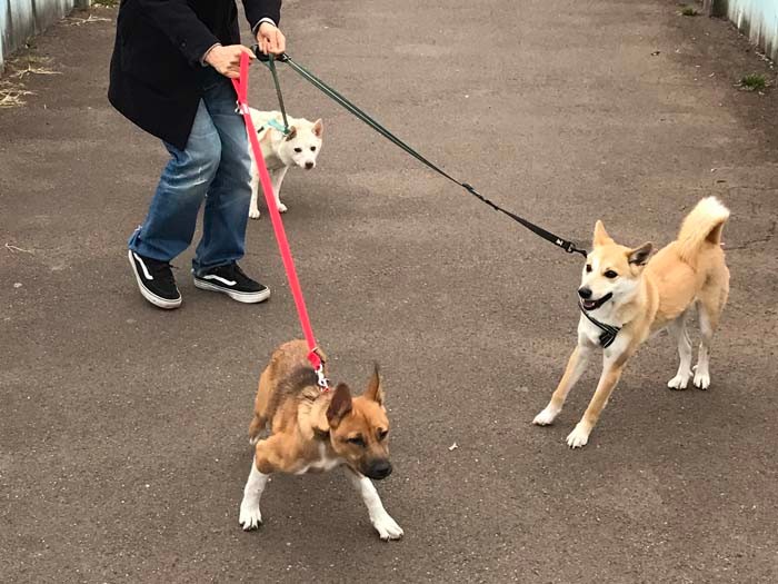 お友達犬とお散歩もぜんぜん楽しくなさそう…