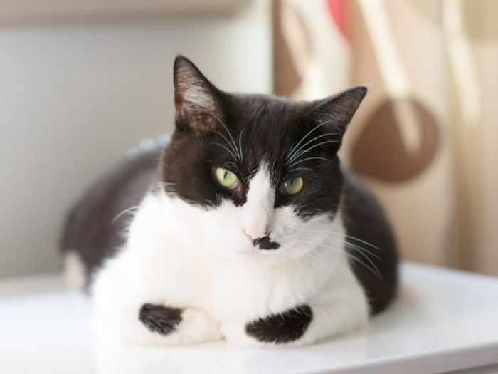 「香箱を組むと前脚に模様がでるんだ」（小林写函撮影）