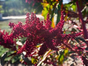 親友から贈られたアマランサスの花。美しく粘り強く耐えていこう