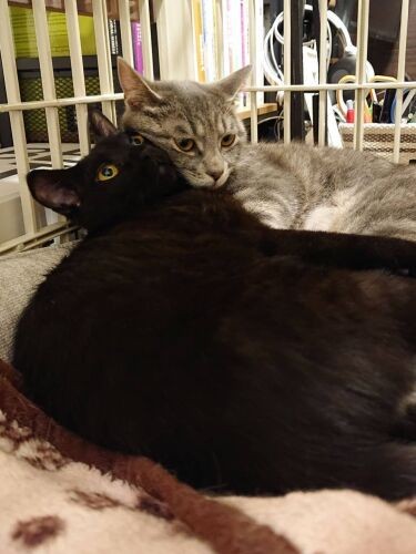 リズの猫部屋脱走を機に亮太さんの書斎に移動。ここでもべったり（恵里さん提供）