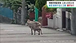 仙台市でカモシカの目撃情報が相次ぐ　近い範囲で同じ個体の可能性も