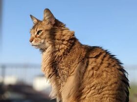 昔は苦労もしたもんだ　劣悪環境で暮らしていたが今は幸せいっぱいなソマリ「ムウ」