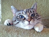 若いころは、明るいところでは瞳がきれいな青色になっていたルーチちゃん（画像提供：原田さん）