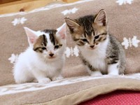 生後まもない頃の（左から）リンちゃん、ハナコちゃん（画像提供：奥多摩ラフティング・カヌー・カヤック・SUP／コンセプトさん）