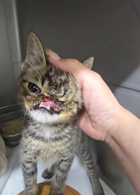 カラスに襲われ、顔に深い傷を負った子猫のビーちゃん（「シェール49」さん提供、Instagramよりキャプチャ撮影）
