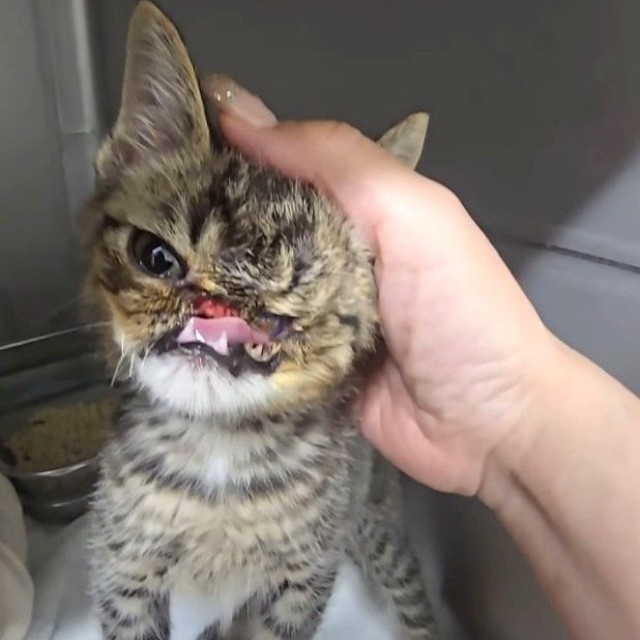 カラスに襲われ、顔に深い傷を負った子猫のビーちゃん（「シェール49」さん提供、Instagramよりキャプチャ撮影）