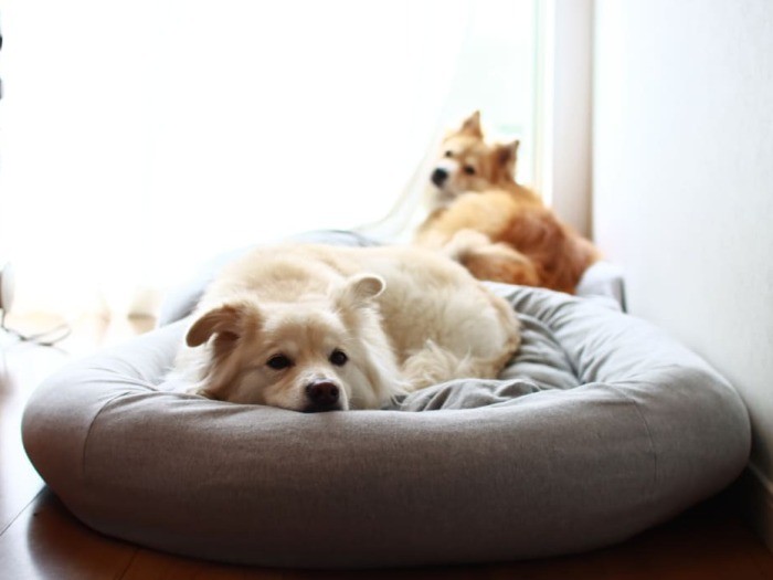 仕事部屋にもある大福ベッド