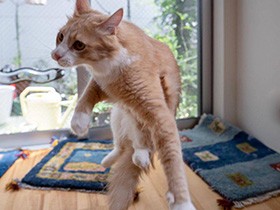 サイベリアン「ウートラ」　６kgのビッグボディで華麗に跳ぶ