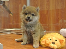 数値規制案に反発　繁殖業者らの「引退犬をどうする」との主張に違和感