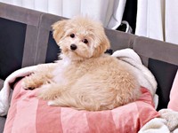 ソファ上でくつろぐからあげちゃん（画像提供：からあげという犬さん）