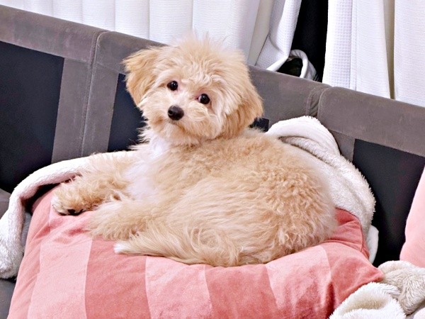 ソファ上でくつろぐからあげちゃん（画像提供：からあげという犬さん）