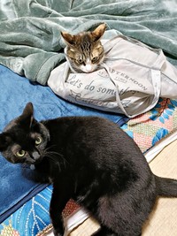 同居猫とも仲良しに。くつろぐちーちゃん（画像提供：chokobird5さん）