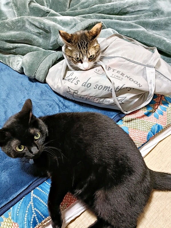 同居猫とも仲良しに。くつろぐちーちゃん（画像提供：chokobird5さん）