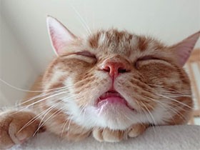 心臓に病気があるけど、寝顔がかわいいアメショーの「優太」