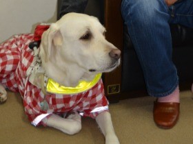 地震、盲導犬に救われた　凸凹に波打ち陥没した歩道避けて誘導