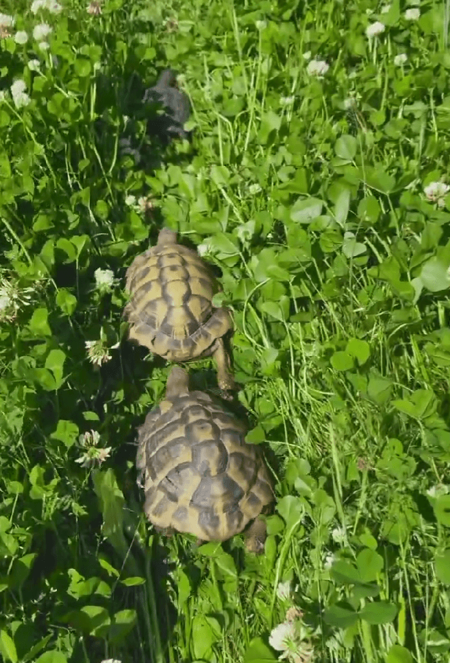 亀たちが作る轍