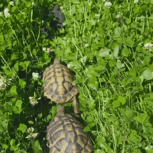 亀たちが作る轍