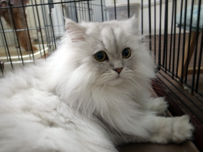 先住犬とも仲良し