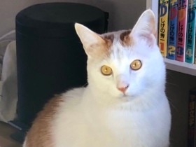 雨があがったしお散歩行きたいニャ　リードを付けて外にも出る　雑種「デール」