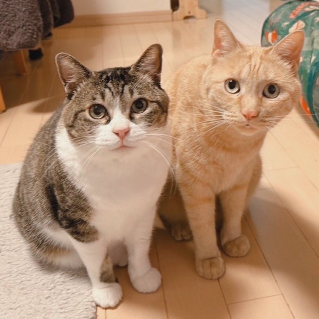 仲良しきょうだい！ 喜次郎くん(左)とニャン太くん（右）（画像提供：茶トラ猫のニャン太とキジシロの喜次郎さん）