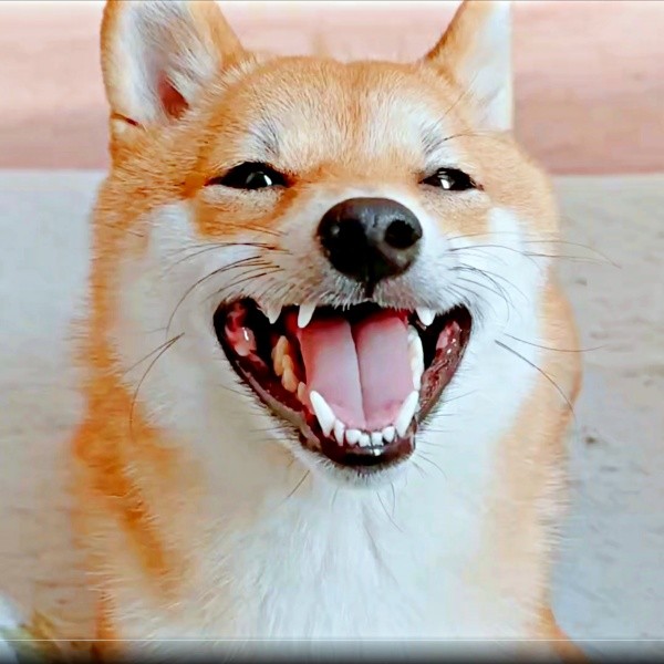 ニコニコ笑顔がキュートなようこちゃん（画像提供：シバシバお豆さん）