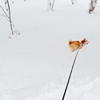 雪の中を楽しそうに走り回るムギちゃん（画像提供：柴犬ムギさん）