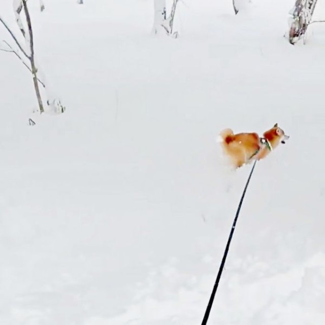 雪の中を楽しそうに走り回るムギちゃん（画像提供：柴犬ムギさん）