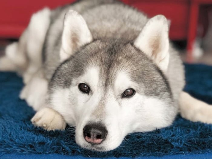 「今年の酷暑も乗り切ったよ。元気です！」（インプレス提供）