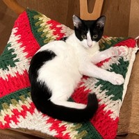 堀道広さんと一緒に暮らす愛猫・ぽんちゃん（画像提供：堀道広さん）